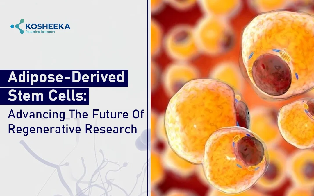You are currently viewing How Adipose-Derived Stem Cells Are Revolutionizing Regenerative Research