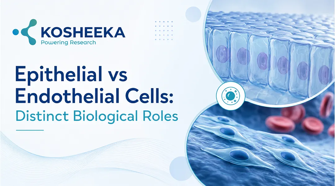 You are currently viewing 7 Differences You Need to Know about Epithelial vs Endothelial Cells
