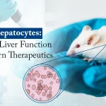 The Role of Mouse Hepatocytes in Modern Hepatic Research