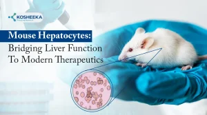 Read more about the article The Role of Mouse Hepatocytes in Modern Hepatic Research
