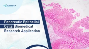 Read more about the article Pancreatic Epithelial Cells: Pioneering New Frontiers in Biomedical Research