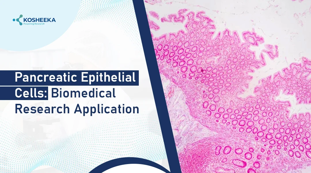 You are currently viewing Pancreatic Epithelial Cells: Pioneering New Frontiers in Biomedical Research