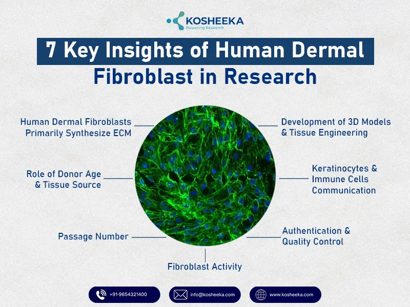 7-Key-Insights-of-Human-Dermal-Fibroblast