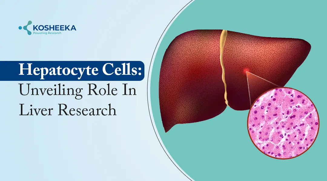 You are currently viewing Hepatocyte Cells: Breakthroughs in Liver Research and Drug Discovery