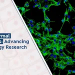 Human Dermal Fibroblast: 7 Key Insights You Need to Know