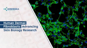 Read more about the article Human Dermal Fibroblast: 7 Key Insights You Need to Know