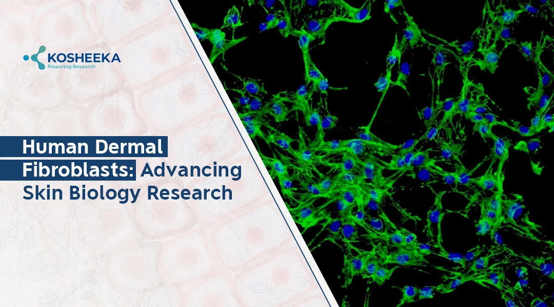 You are currently viewing Human Dermal Fibroblast: 7 Key Insights You Need to Know