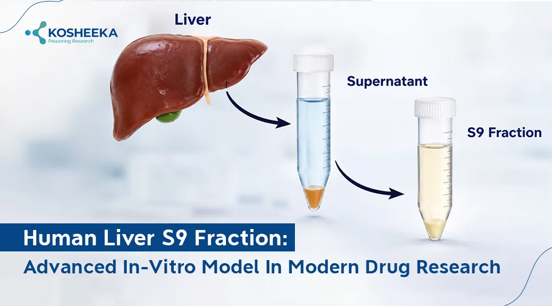 You are currently viewing Human Liver S9 Fraction: A New Era in Drug Metabolism