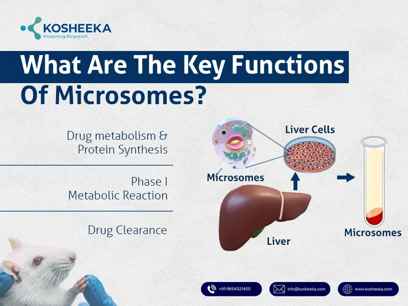Key-Functions-of-Microsomes