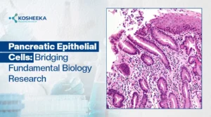 Read more about the article Pancreatic Epithelial Cells: Structure, Function, and Emerging Research