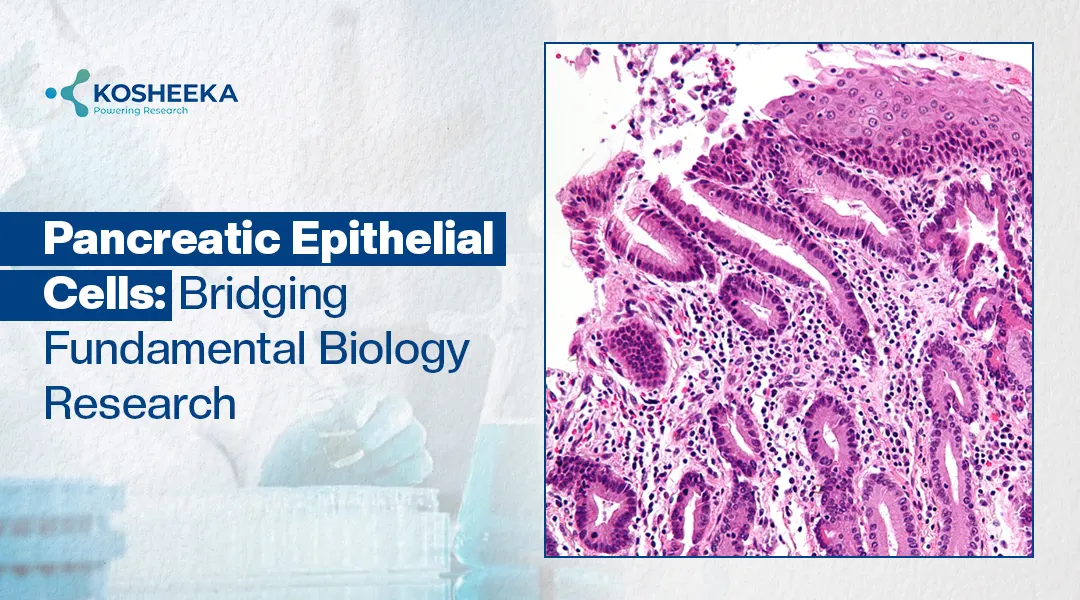 You are currently viewing Pancreatic Epithelial Cells: Structure, Function, and Emerging Research