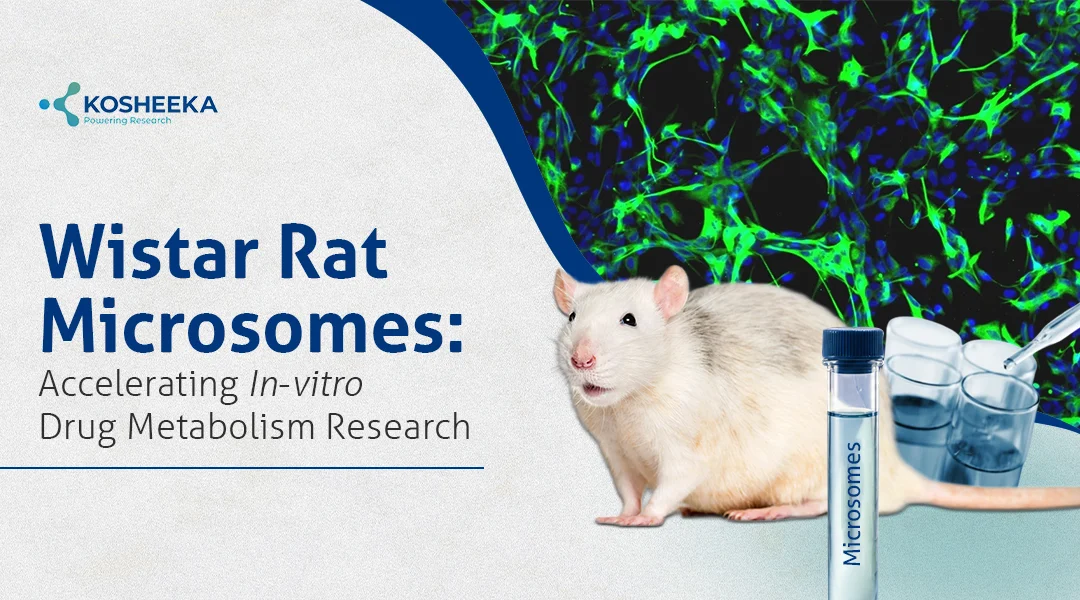 You are currently viewing How Wistar Rat Microsomes useful in Drug Metabolism Studies