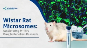 Read more about the article How Wistar Rat Microsomes useful in Drug Metabolism Studies