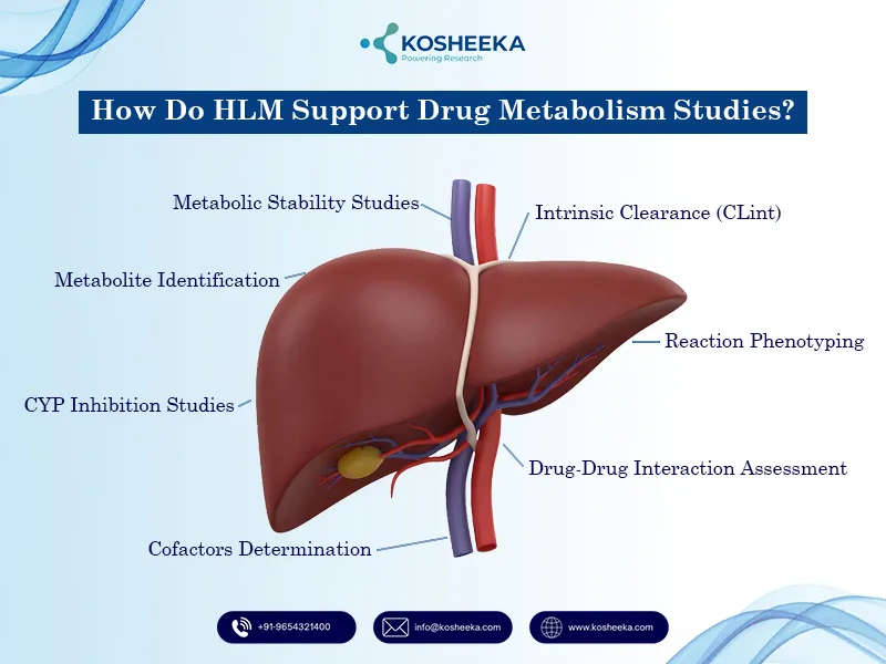 HLM-Support-Drug-Metabolism