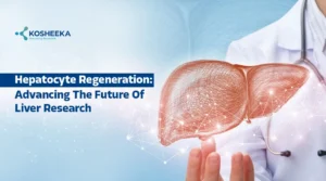 Read more about the article Hepatocyte Regeneration: Driving New Frontiers in Human Hepatocyte Research