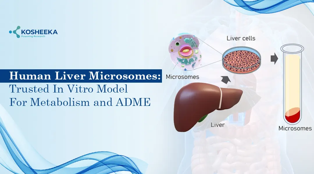 You are currently viewing Human Liver Microsomes: Unlocking Better Insights into Drug Metabolism