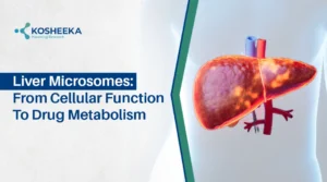 Read more about the article Liver Microsomes: Unlocking Liver Function, Drug Metabolism & Research Potential