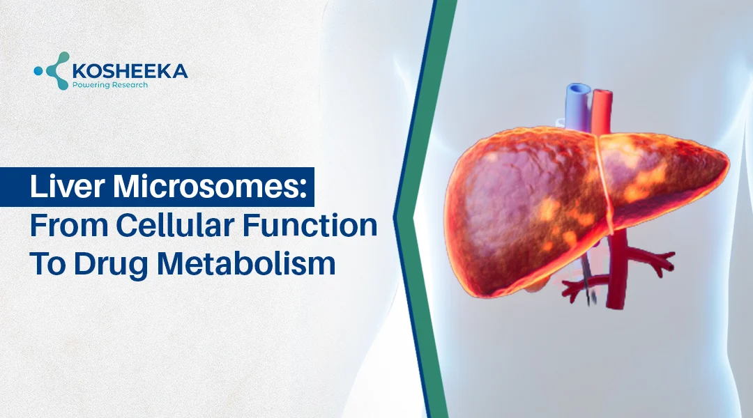 You are currently viewing Liver Microsomes: Unlocking Liver Function, Drug Metabolism & Research Potential