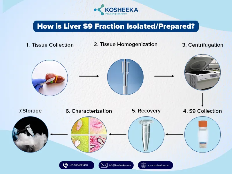 Liver-S9-Fraction-Isolated