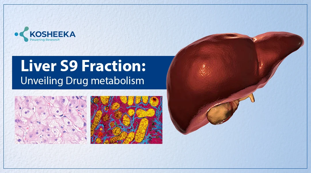 You are currently viewing Liver S9 Fraction: A Complete Guide to Preparation, Isolation & Metabolism
