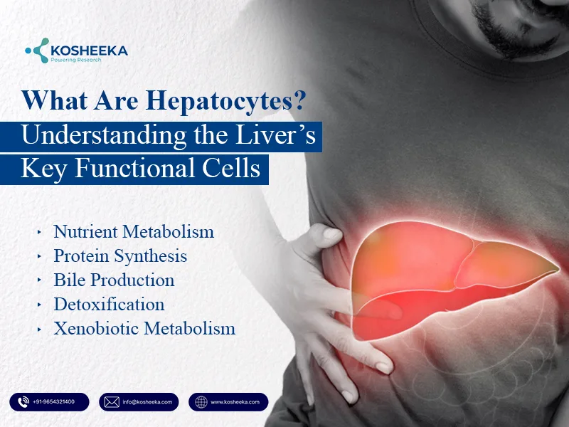 Livers-Key-Functional-Cells