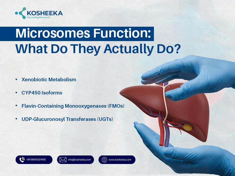 Microsomes-Function