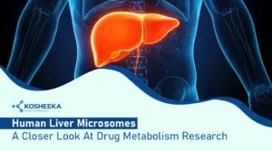 Read more about the article Human Liver Microsomes: Building Better Insights into Drug Metabolism Research