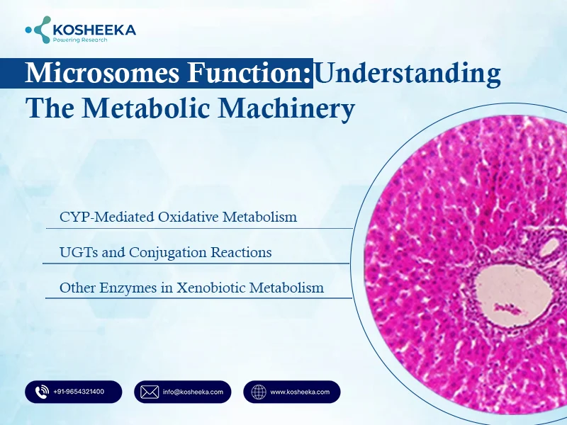 Microsomes-Function