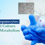 Mouse Hepatocytes: From Cell Culture to Drug Metabolism Research