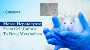Read more about the article Mouse Hepatocytes: From Cell Culture to Drug Metabolism Research