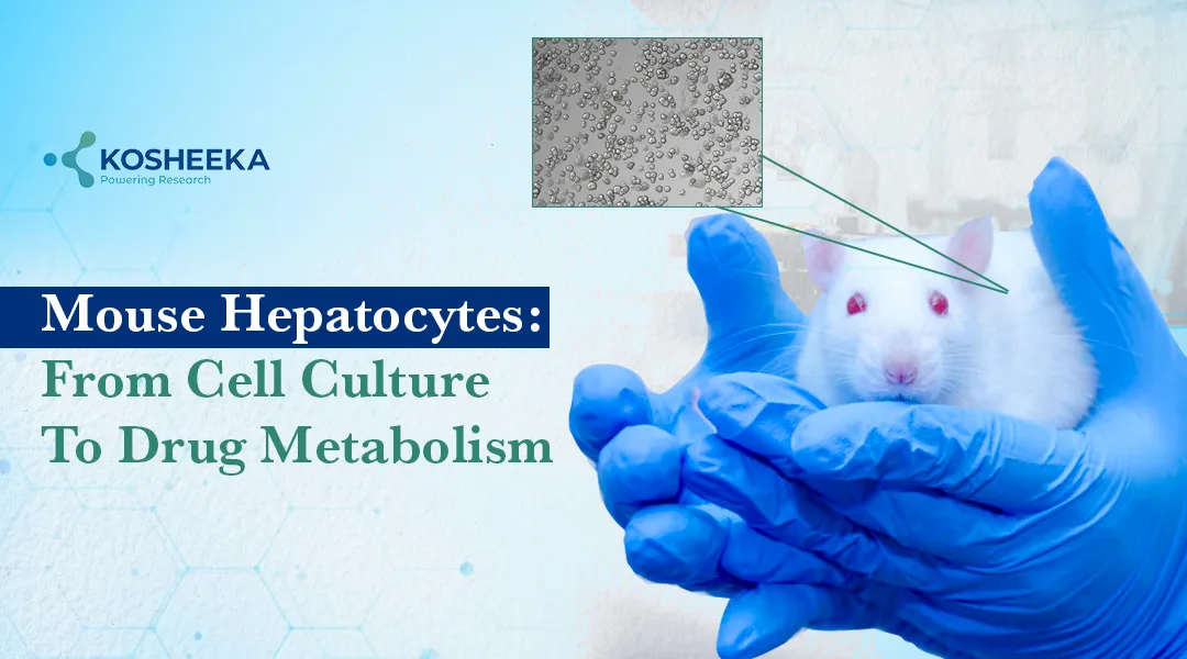 You are currently viewing Mouse Hepatocytes: From Cell Culture to Drug Metabolism Research