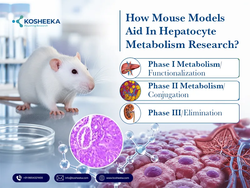 Mouse-Models-AID-in-Hepatocyte-Metabolism