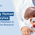 Primary Human Hepatocytes: From Metabolic Research to Liver Regeneration