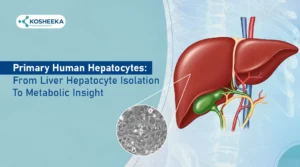 Read more about the article From Isolation to Insight: Unlocking Primary Human Hepatocytes Metabolism in Research