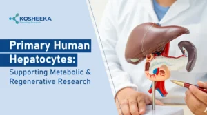 Read more about the article Primary Human Hepatocytes: From Metabolic Research to Liver Regeneration