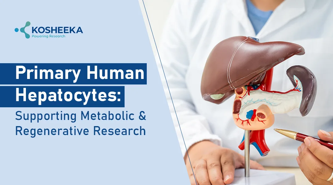 You are currently viewing Primary Human Hepatocytes: From Metabolic Research to Liver Regeneration