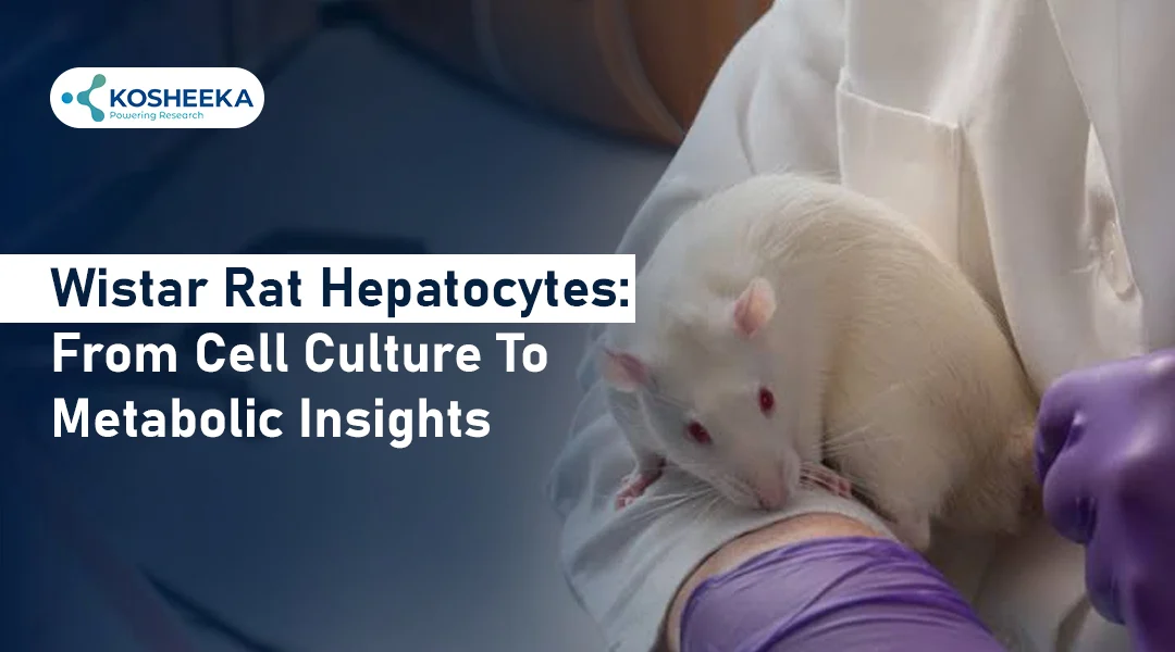 You are currently viewing Wistar Rat Models for Hepatocyte Research and Metabolism Studies