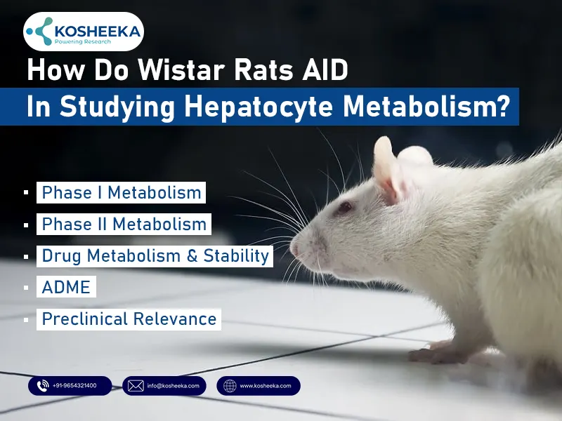 Wistar-Rats-AID