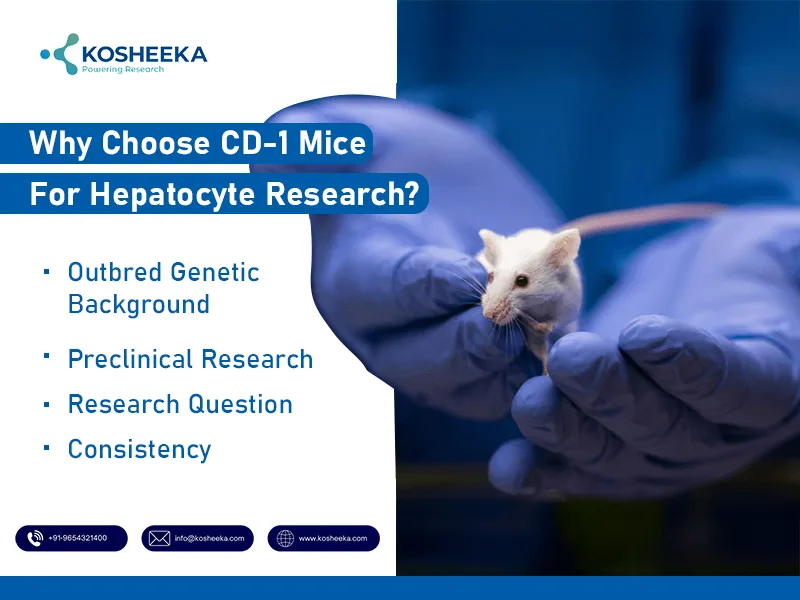 CD-1-Mice-for-Hepatocyte