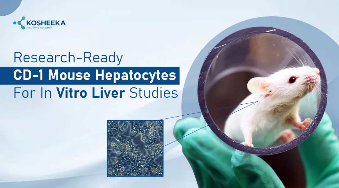 You are currently viewing CD-1 Mouse Hepatocytes: A Practical Model for Liver Research