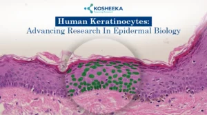 Read more about the article Unlocking the Potential of Human Keratinocyte Culture in Research