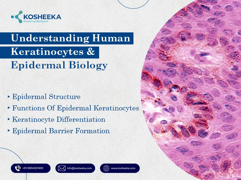 Human-Keratinocytes-and-Epidermal-Biology