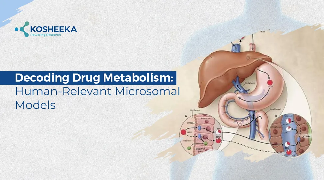 You are currently viewing Human Liver Microsomes: Unlocking New Perspectives in Drug Metabolism