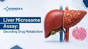 Read more about the article Liver Microsome Assay: Unlocking New Possibilities in Drug Metabolism Research