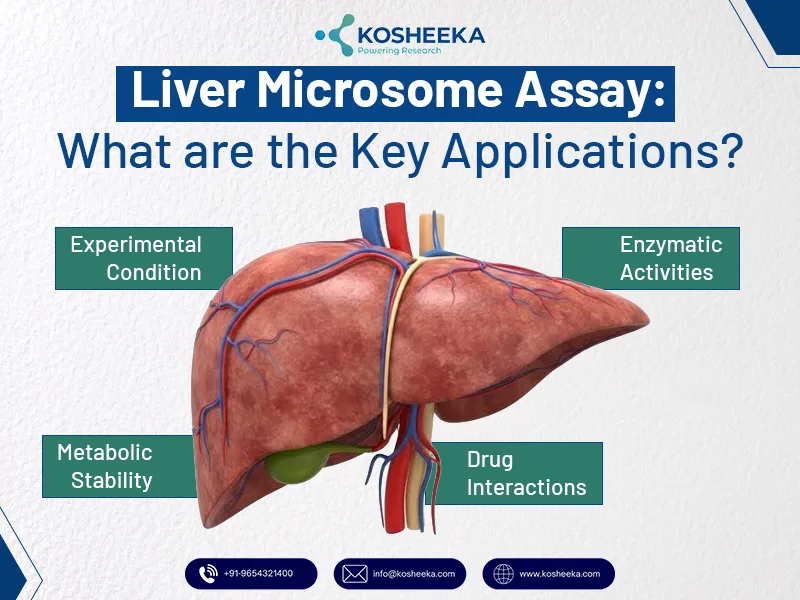 Liver-Microsome-Assay-What-are-the-Key-Applications