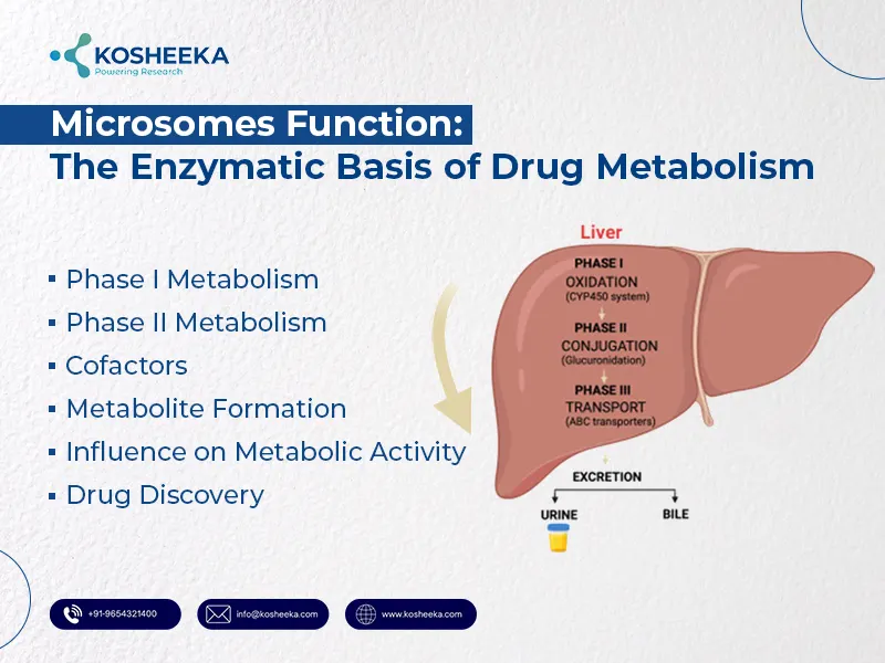 Microsomes-Function